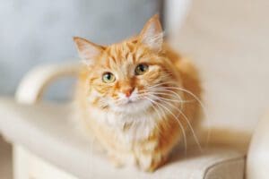 Cute ginger cat is sitting on chair. Fluffy pet looks curious. Cozy home background with funny pet.